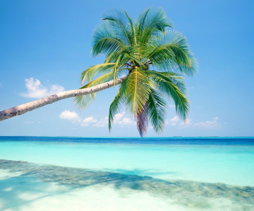 Blue Shore And Palm Tree wallpaper 960x800