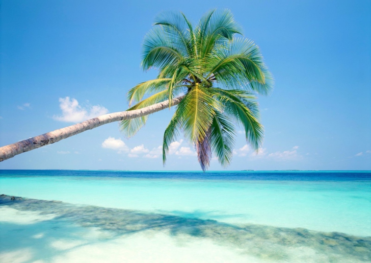 Das Blue Shore And Palm Tree Wallpaper