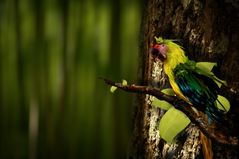 Rare Parrot wallpaper 480x320