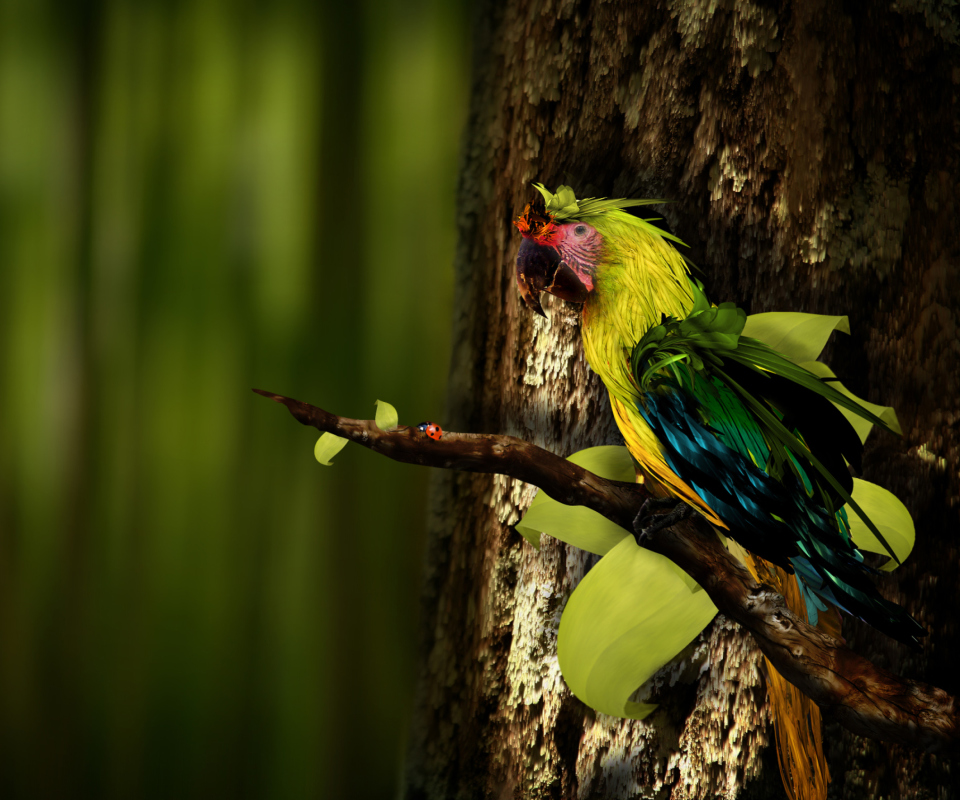 Rare Parrot wallpaper 960x800