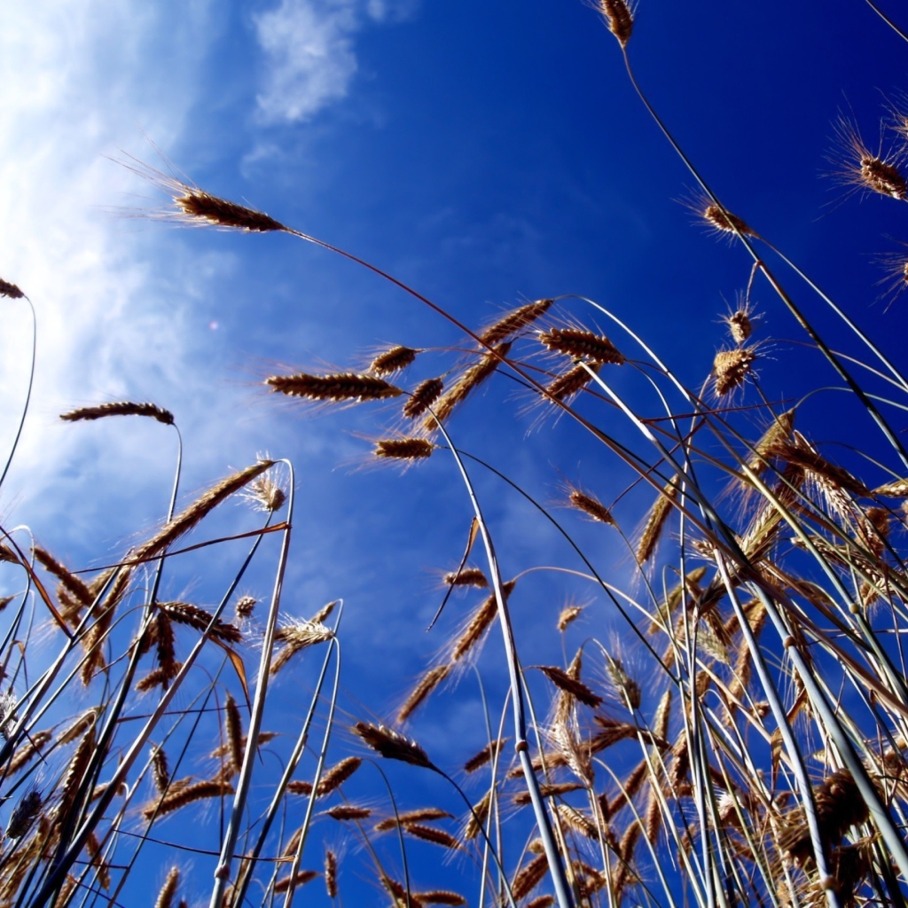 Das Wheat And Blue Sky Wallpaper 1024x1024