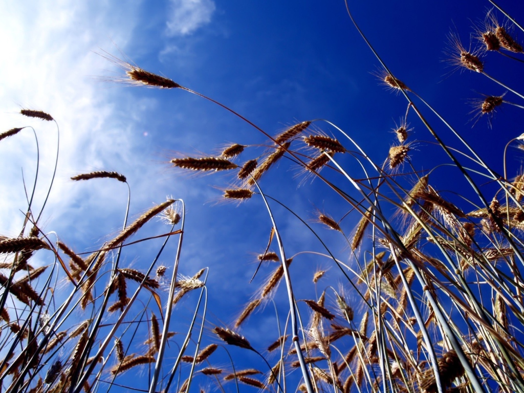 Wheat And Blue Sky wallpaper 1024x768