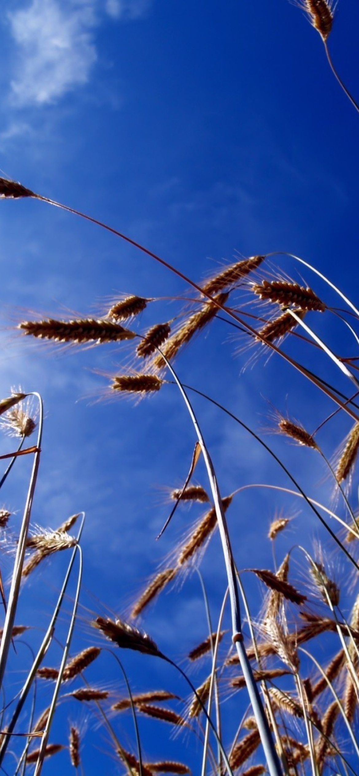 Das Wheat And Blue Sky Wallpaper 1170x2532