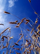 Fondo de pantalla Wheat And Blue Sky 132x176