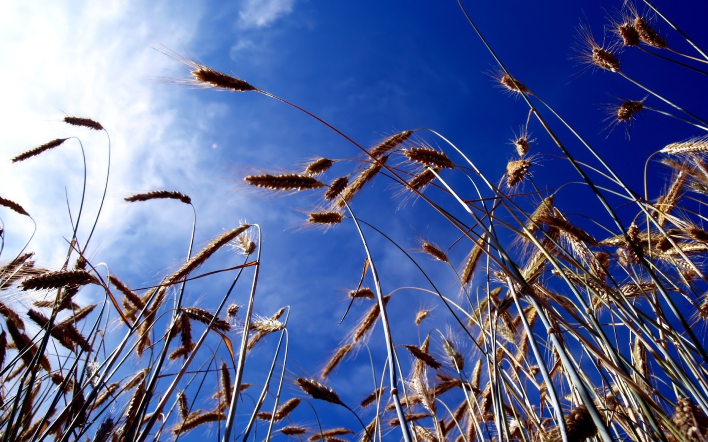 Wheat And Blue Sky wallpaper 1440x900