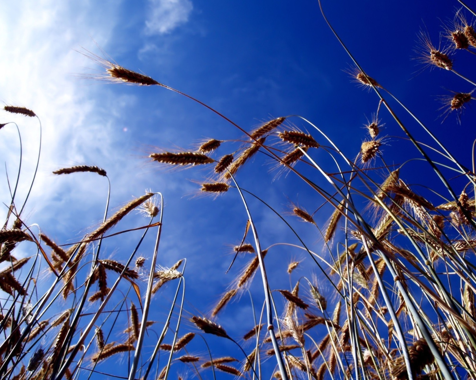 Das Wheat And Blue Sky Wallpaper 1600x1280