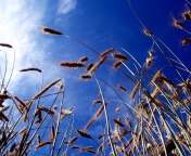 Fondo de pantalla Wheat And Blue Sky 176x144