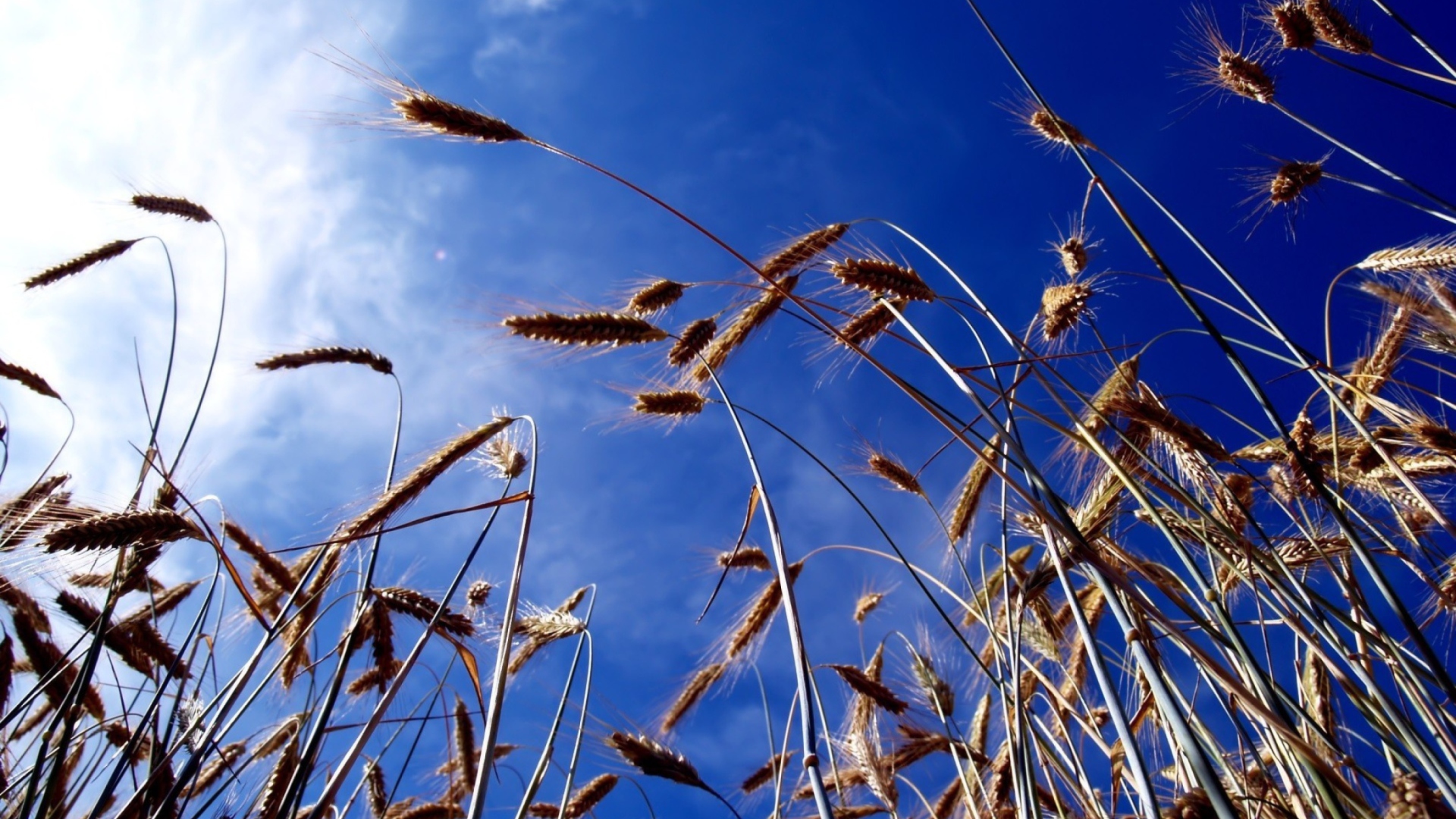 Wheat And Blue Sky screenshot #1 1920x1080