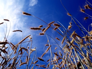Wheat And Blue Sky wallpaper 320x240