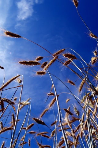 Das Wheat And Blue Sky Wallpaper 320x480