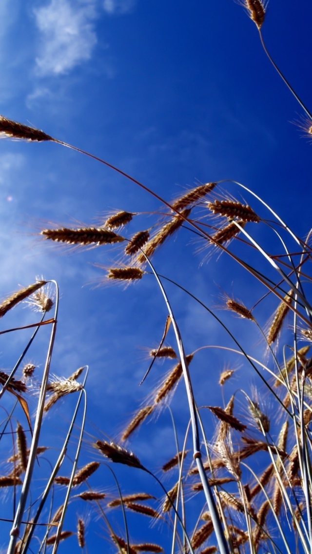 Wheat And Blue Sky wallpaper 640x1136