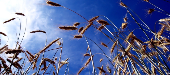Wheat And Blue Sky wallpaper 720x320