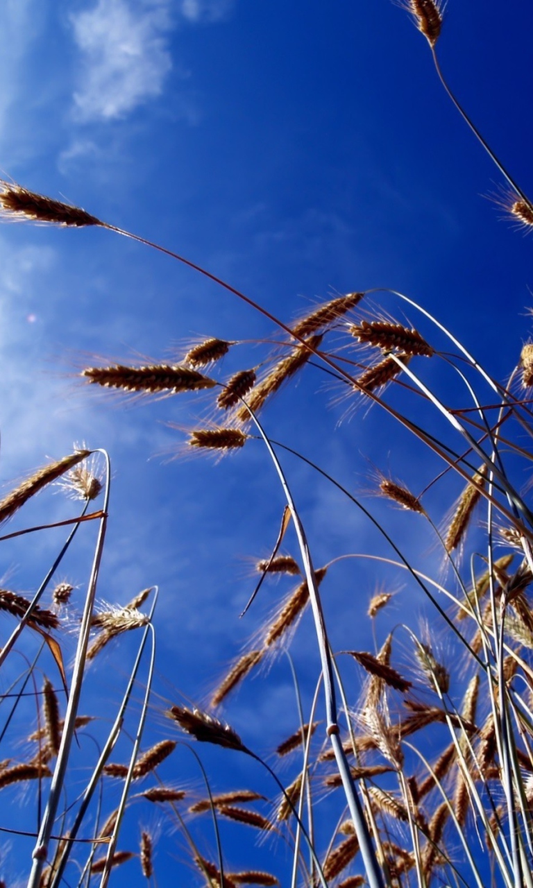 Wheat And Blue Sky screenshot #1 768x1280