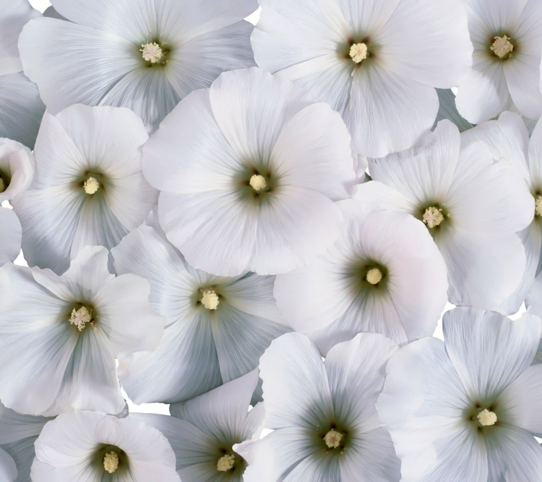Das White Flowers Wallpaper 1080x960