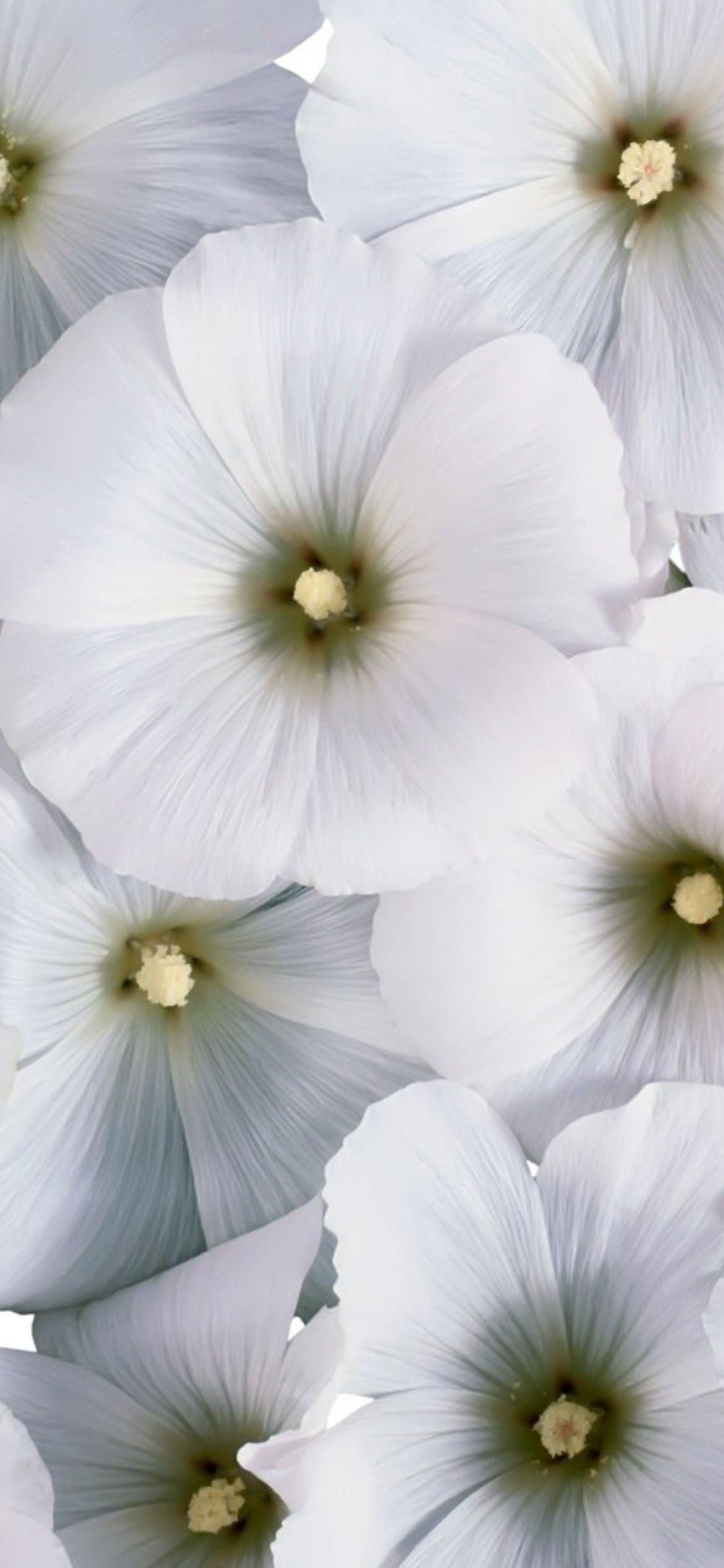 Das White Flowers Wallpaper 1170x2532