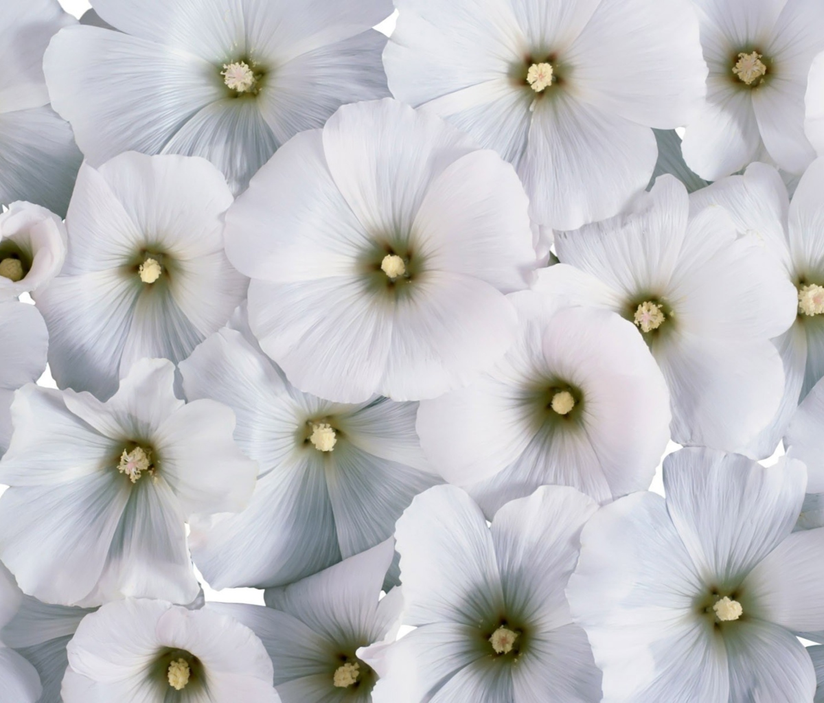 Das White Flowers Wallpaper 1200x1024
