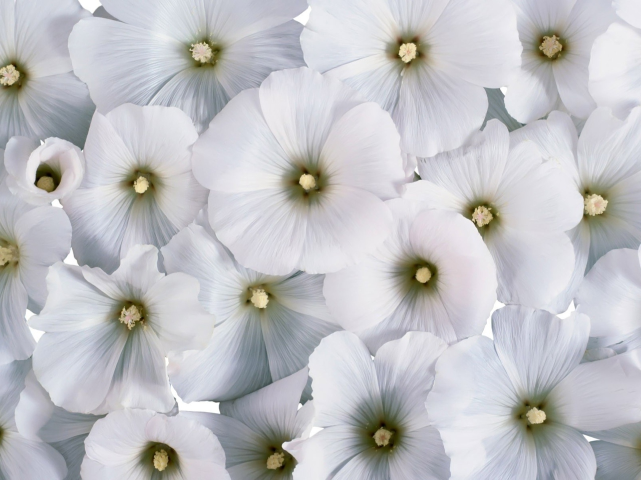 Das White Flowers Wallpaper 1280x960
