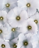 Screenshot №1 pro téma White Flowers 128x160