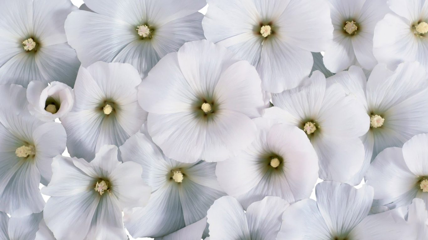Fondo de pantalla White Flowers 1366x768