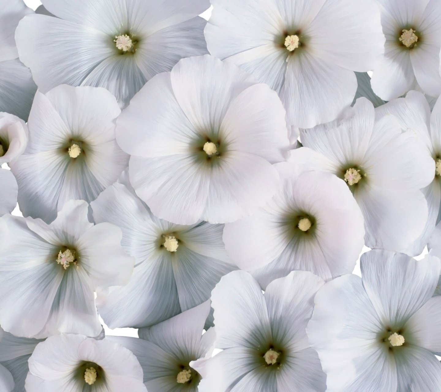 White Flowers wallpaper 1440x1280