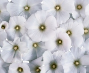 Screenshot №1 pro téma White Flowers 176x144