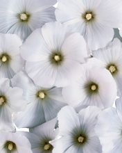 Das White Flowers Wallpaper 176x220