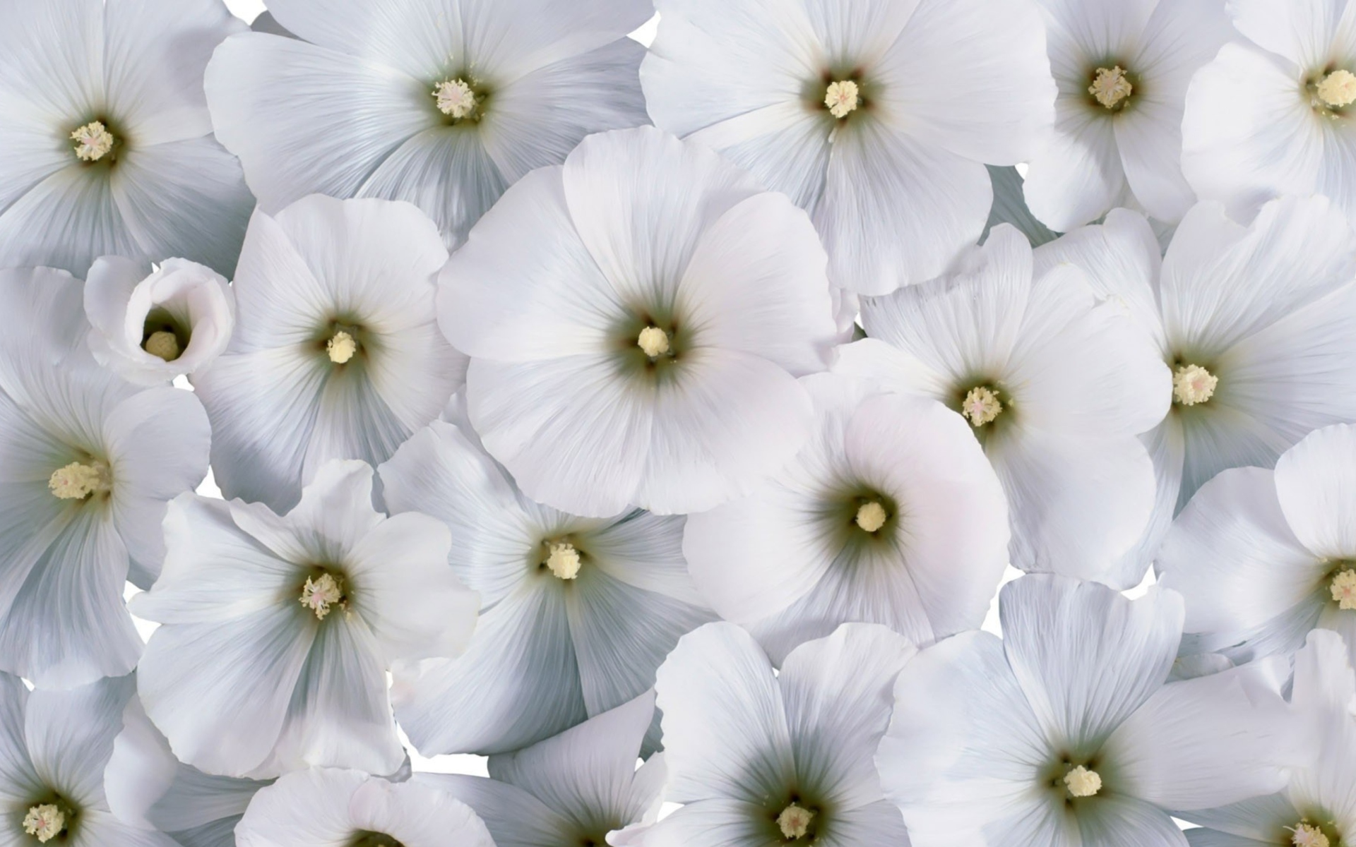 White Flowers wallpaper 1920x1200