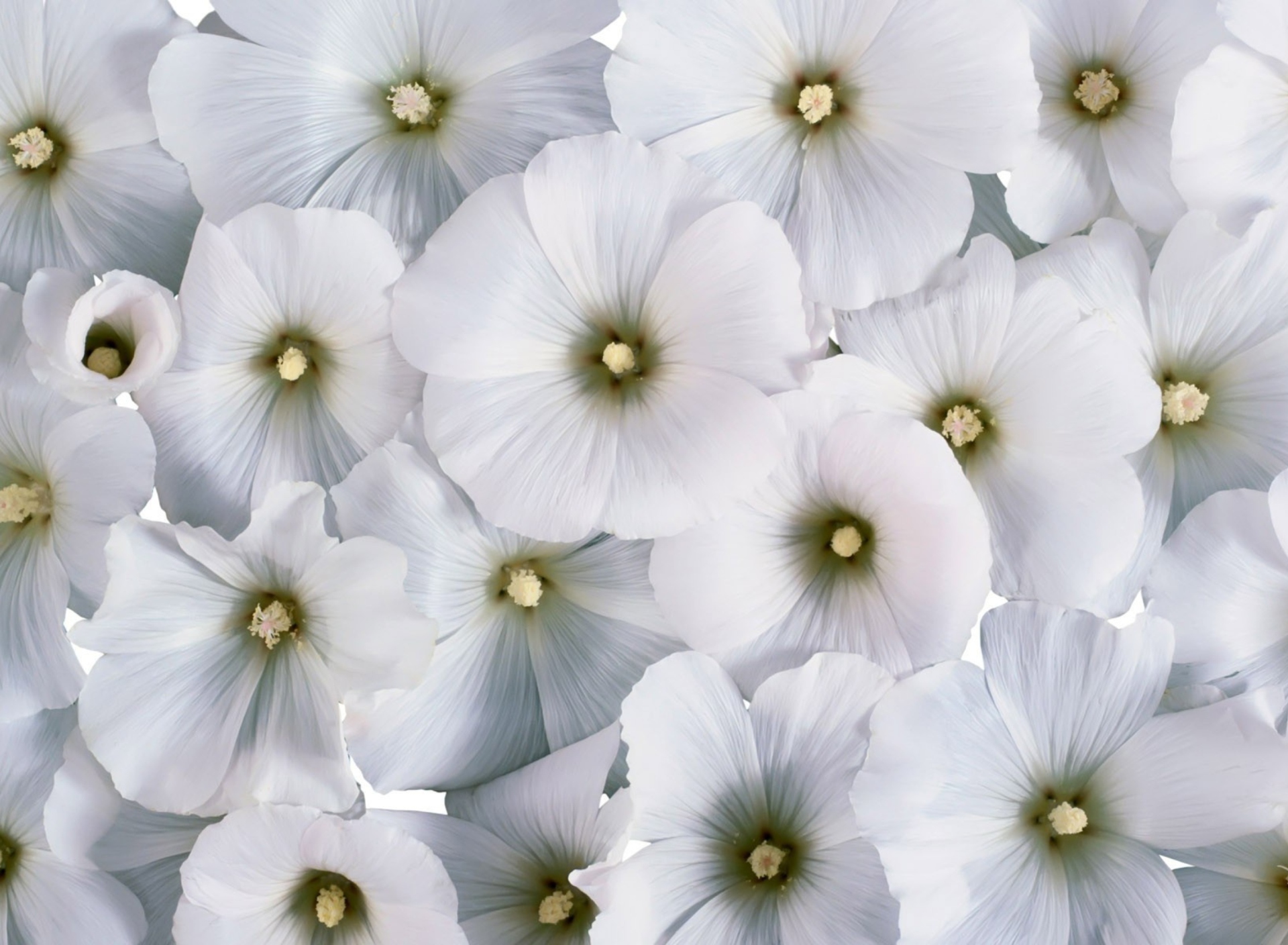 Обои White Flowers 1920x1408