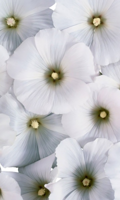 White Flowers wallpaper 240x400