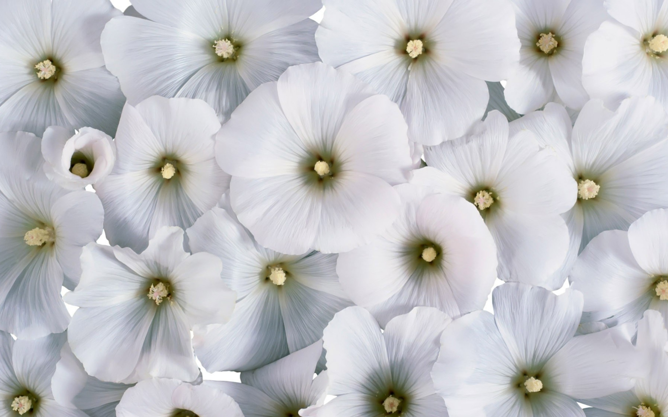 Das White Flowers Wallpaper 2560x1600