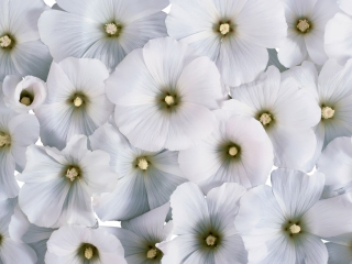 Das White Flowers Wallpaper 320x240