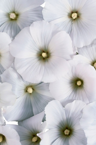 Das White Flowers Wallpaper 320x480
