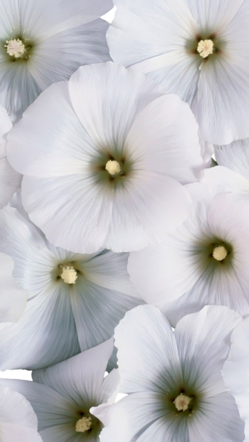 Das White Flowers Wallpaper 360x640