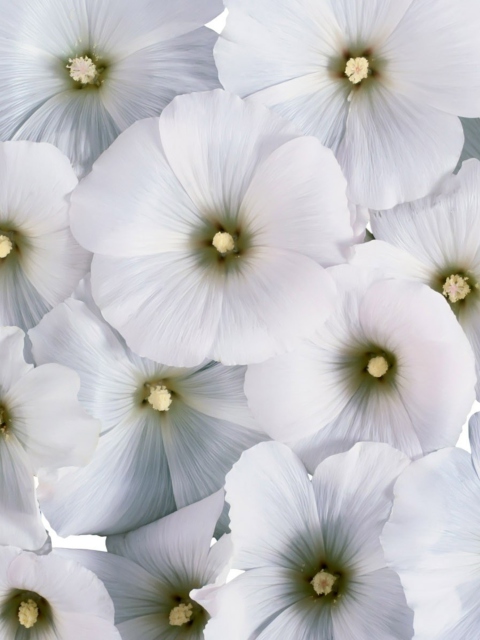 Das White Flowers Wallpaper 480x640