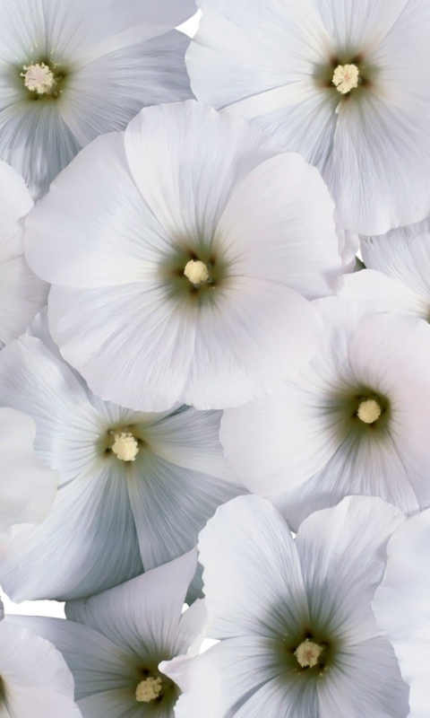 Das White Flowers Wallpaper 480x800