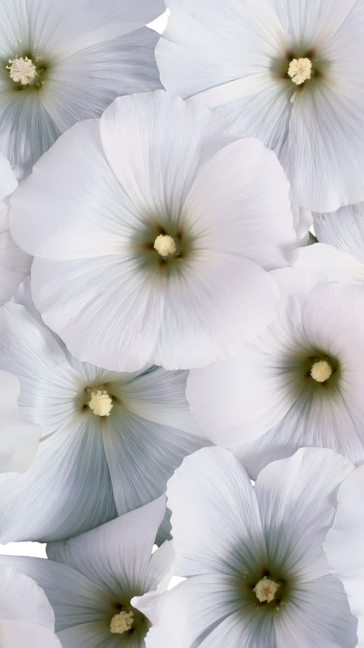 Das White Flowers Wallpaper 750x1334