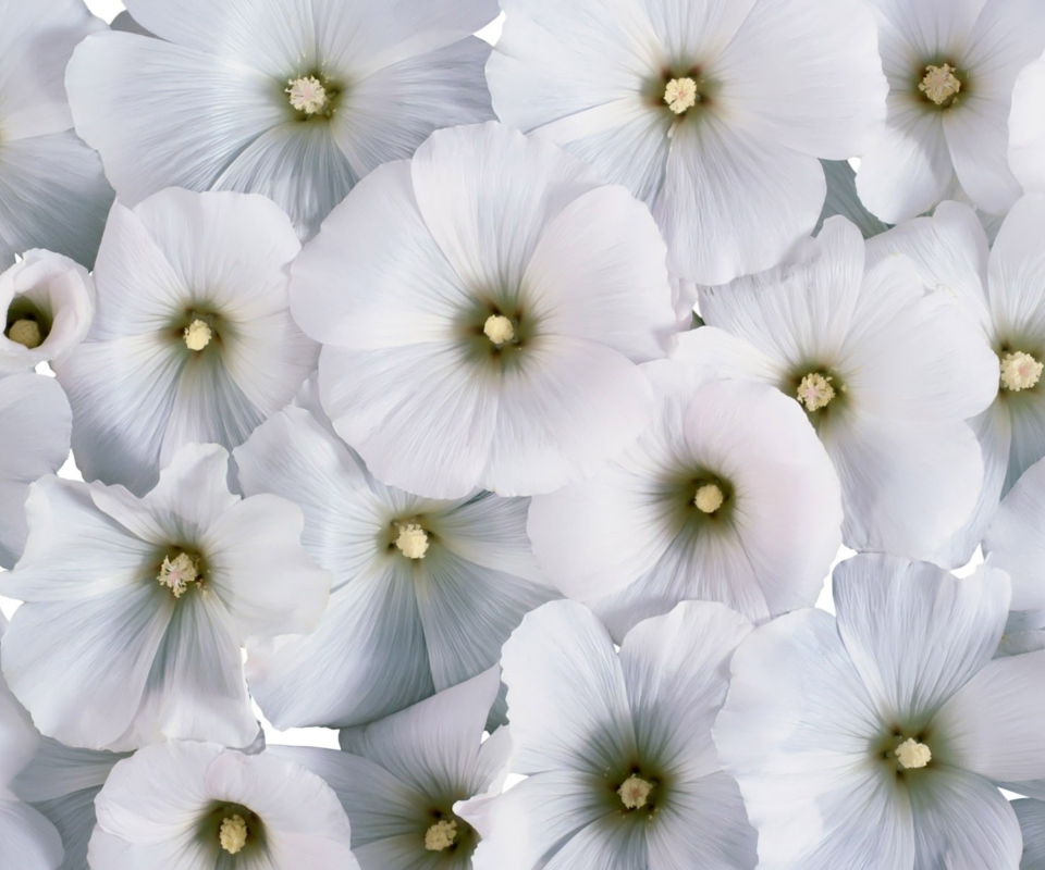 Das White Flowers Wallpaper 960x800
