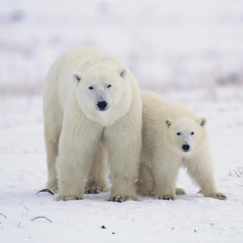 Das Polar Bears in Canada Wallpaper 1024x1024