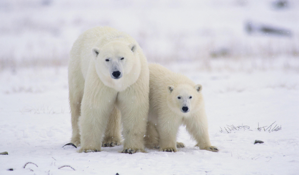 Screenshot №1 pro téma Polar Bears in Canada 1024x600