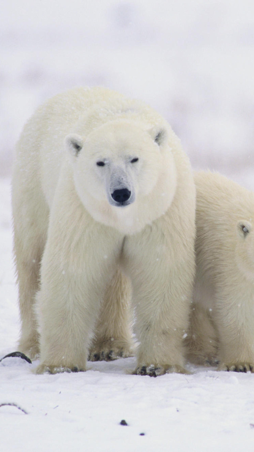 Polar Bears in Canada wallpaper 1080x1920
