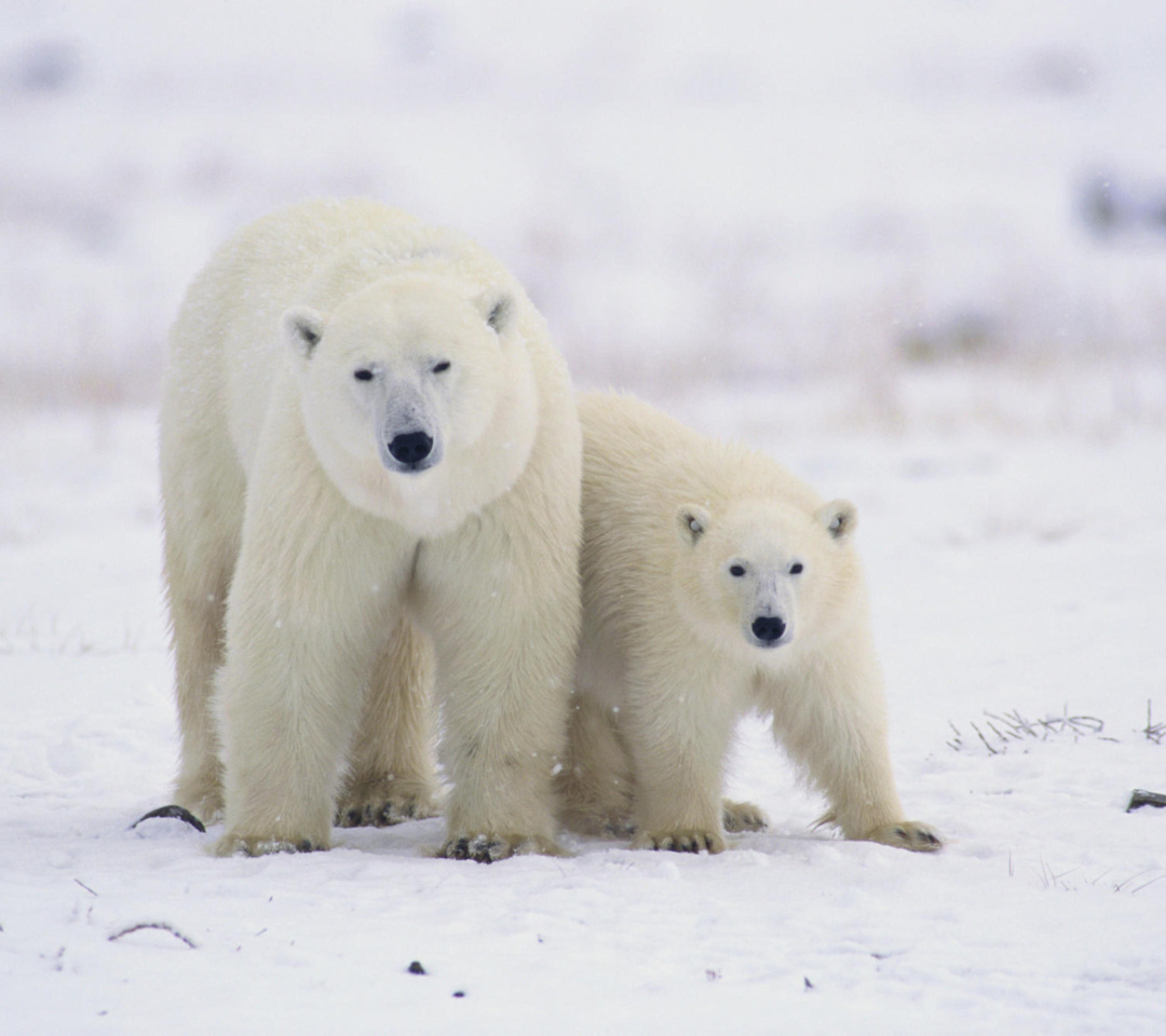 Fondo de pantalla Polar Bears in Canada 1080x960