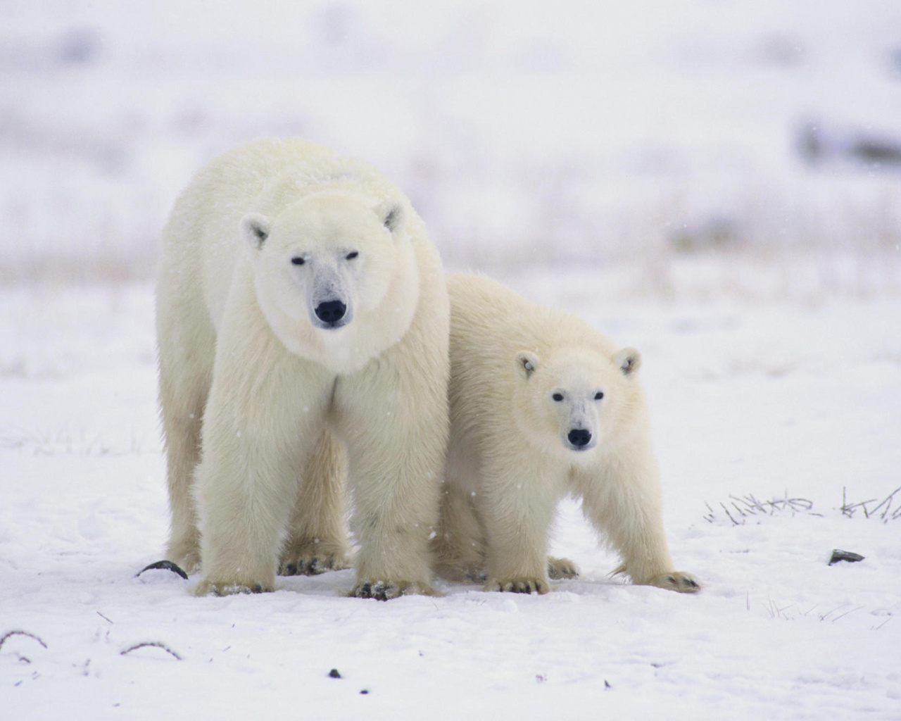 Polar Bears in Canada wallpaper 1280x1024