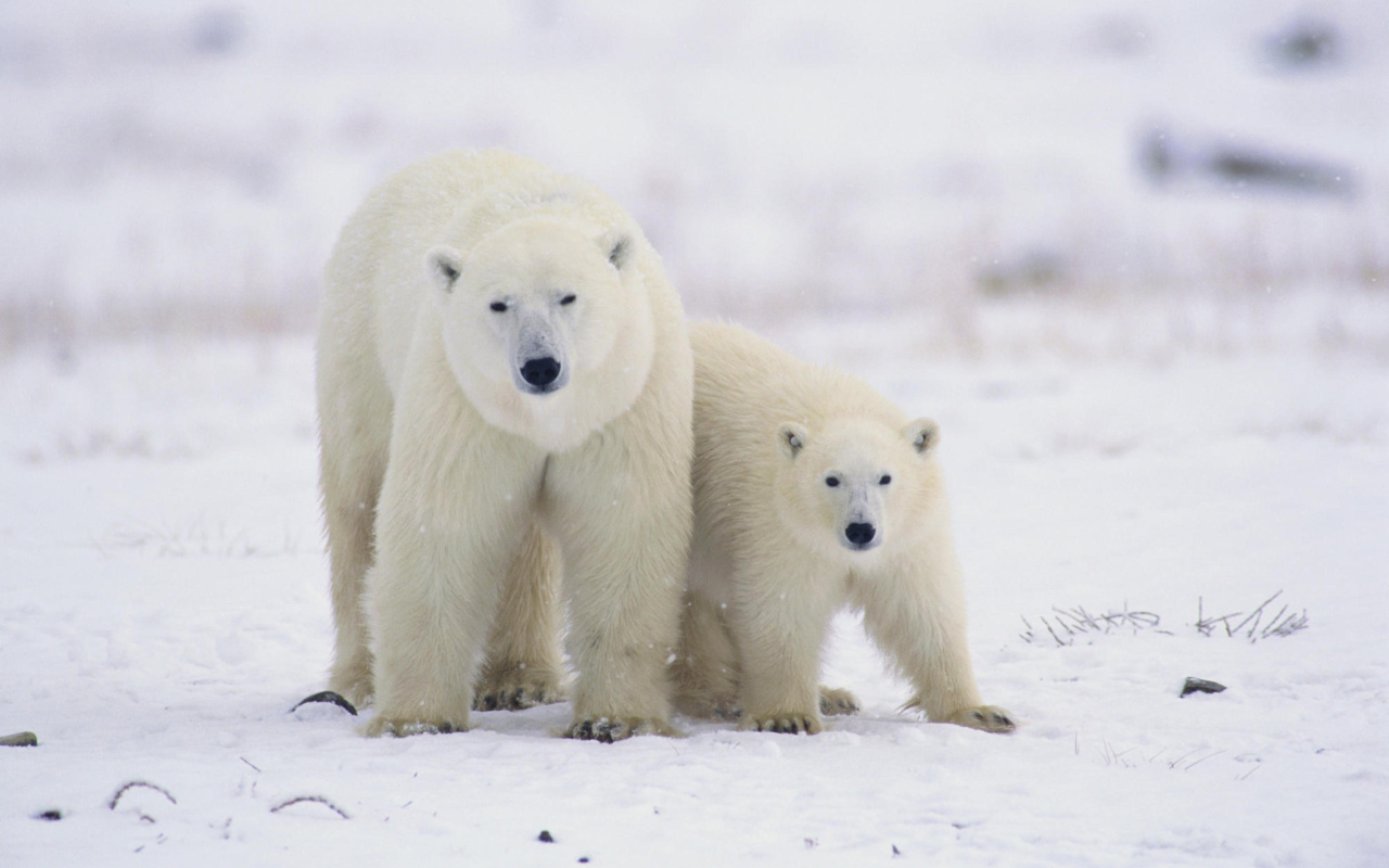 Polar Bears in Canada wallpaper 1280x800