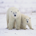 Sfondi Polar Bears in Canada 128x128