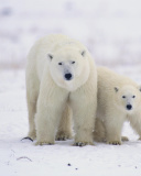 Das Polar Bears in Canada Wallpaper 128x160
