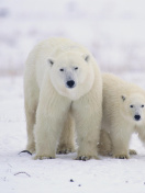 Das Polar Bears in Canada Wallpaper 132x176