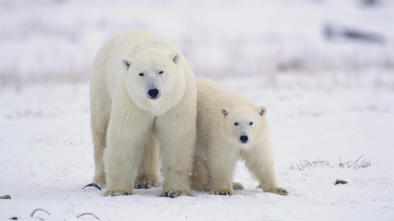 Polar Bears in Canada wallpaper 1366x768