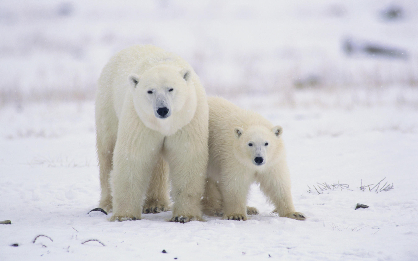 Polar Bears in Canada wallpaper 1680x1050