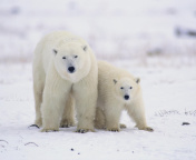 Das Polar Bears in Canada Wallpaper 176x144