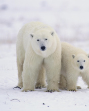 Обои Polar Bears in Canada 176x220